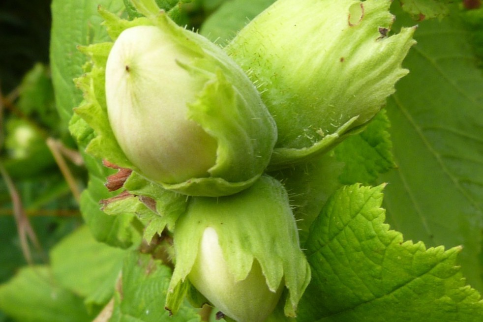 Corylus Avellana - Hazel tree 