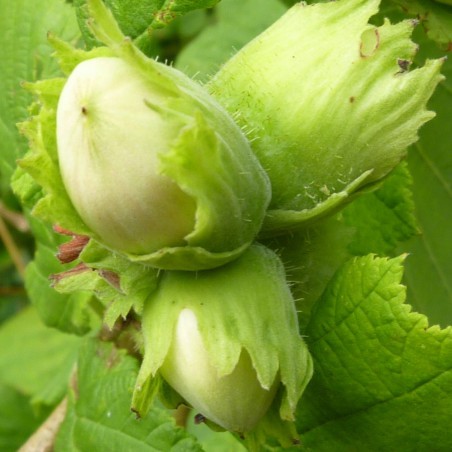 Corylus Avellana - noisetier