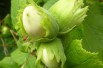 Corylus Avellana- Hazelaar  Corylus Avellana- Hazelaar