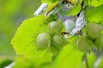 Hazelnut Fertile de Coutard