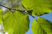 Hazelnut Fertile de Coutard