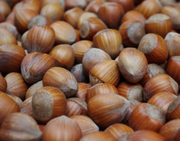Hazelnut Fertile de Coutard