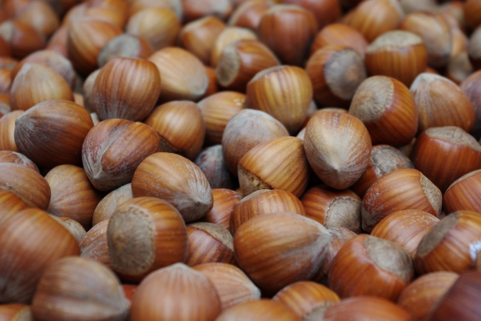 Hazelnut Fertile de Coutard