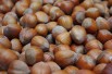 Hazelnut Fertile de Coutard