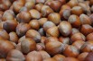 Hazelaar Fertile de Coutard