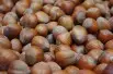 Noisetier Fertile de Coutard