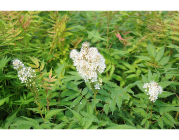Sorbaire à feuilles de sorbier Sem®