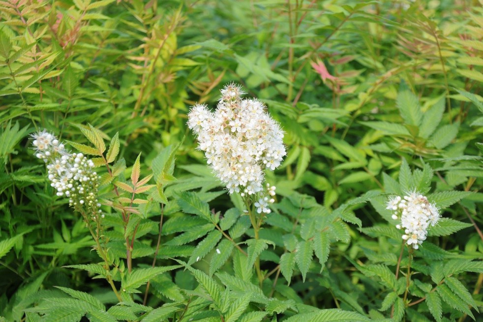 Sorbaire à feuilles de sorbier Sem®