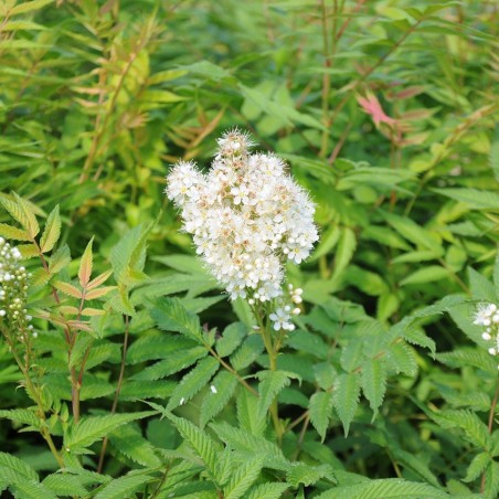 Sorbaire à feuilles de sorbier Sem®