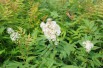 Sorbaire à feuilles de sorbier Sem®