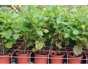 Hazelnut Fertile de Coutard