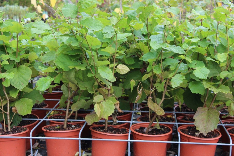 Hazelnut Fertile de Coutard