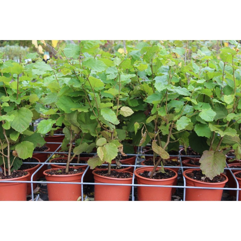 Hazelnut Fertile de Coutard Corylus avellana Fertile de Coutard