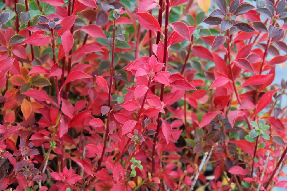 Redvein enkianthus