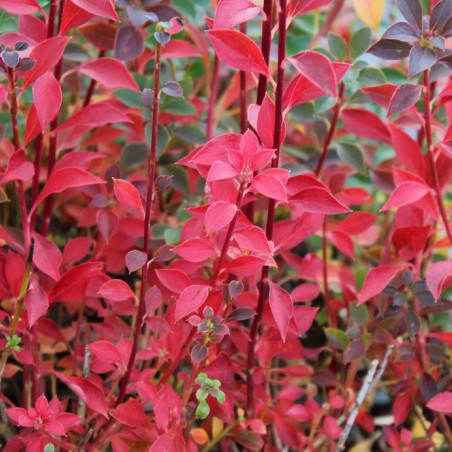 Redvein enkianthus