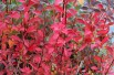 Redvein enkianthus