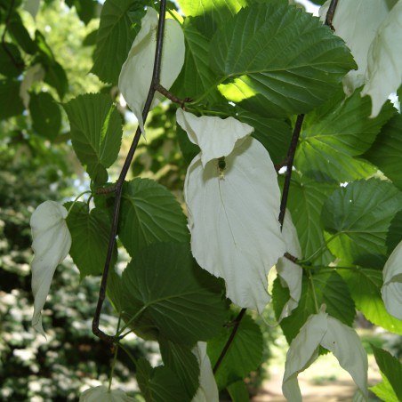 Arbre aux mouchoirs - Davidia Involucrata