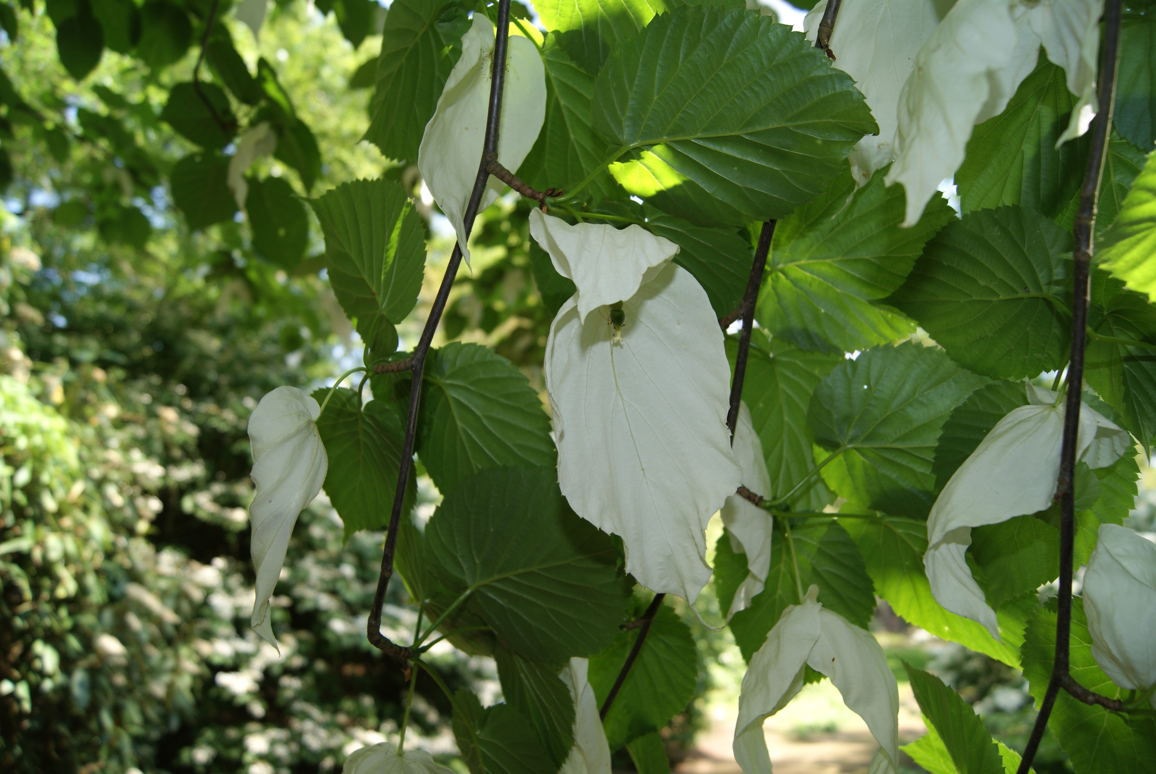 Dove-tree