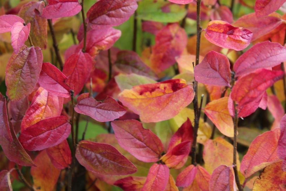 Arbre de fer Persian Spire® feuillage automnale