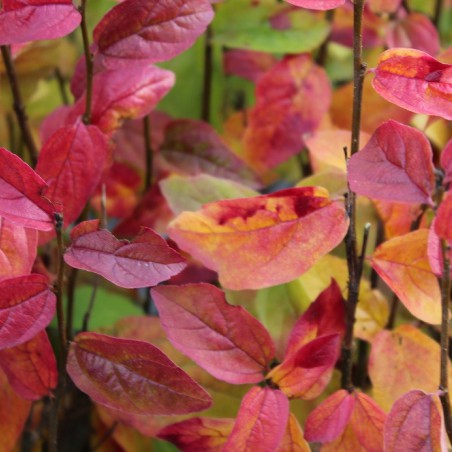 Arbre de fer Persian Spire® feuillage automnale