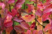 Arbre de fer Persian Spire® feuillage automnale