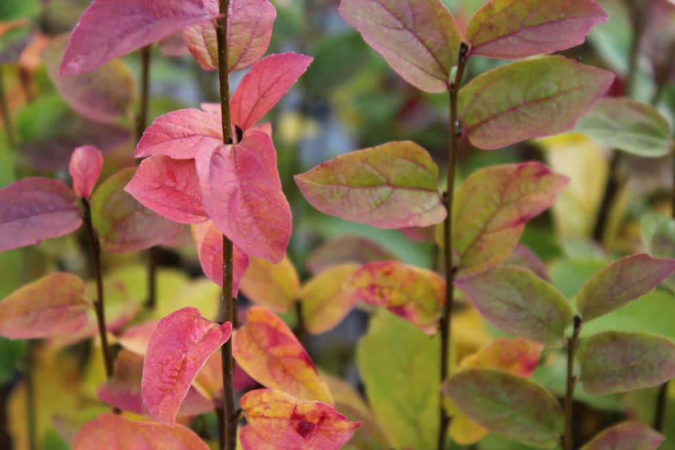 Arbre de fer Persian Spire® feuillage automnale