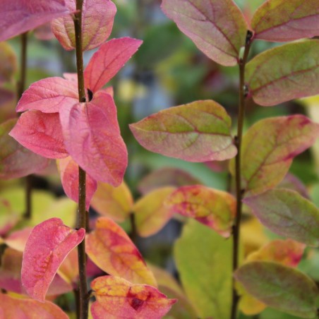 Arbre de fer Persian Spire® feuillage automnale