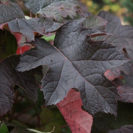 Hortensia à feuilles de chêne