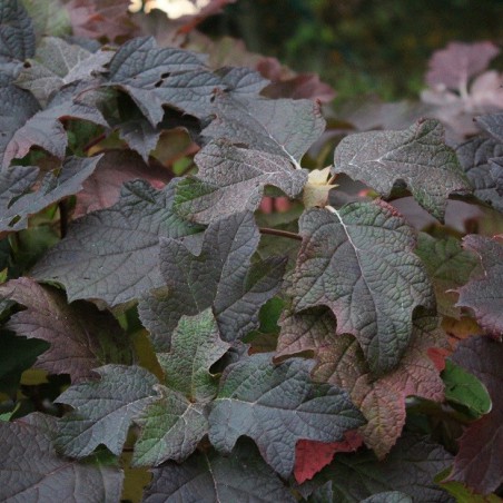 Hortensia à feuilles de chêne