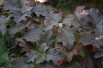 Hortensia à feuilles de chêne