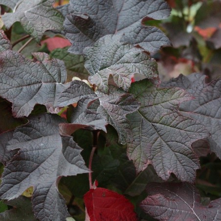 Oakleaf Hydrangea