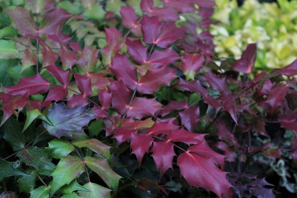 Apollo Oregon grape