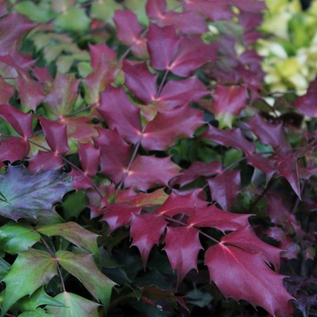 Apollo Oregon grape