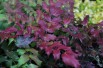 Mahonia nain à feuilles de houx feuillage automnal