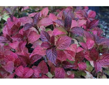 Hydrangea Preziosa