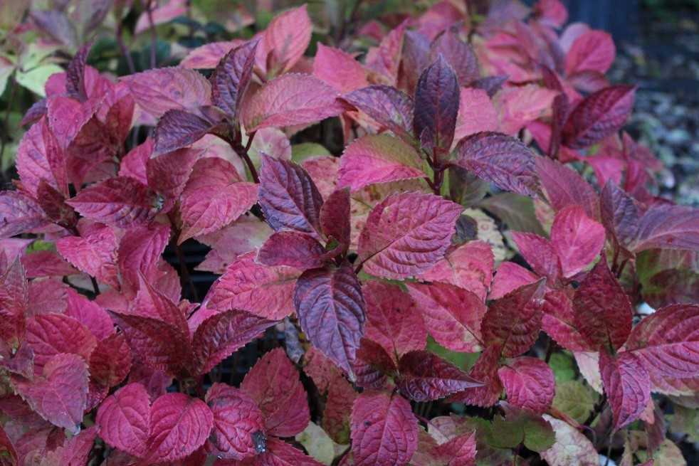 Hortensia des montagnes Preziosa feuillage automnal