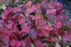 Hortensia des montagnes Preziosa feuillage automnal