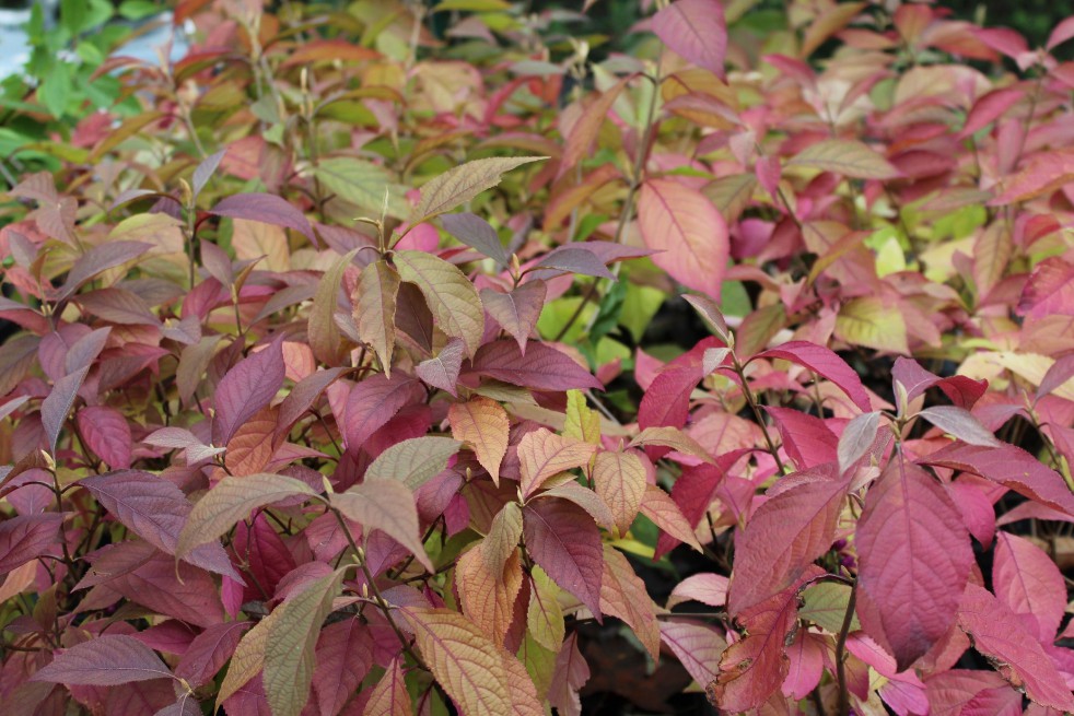 Arbuste aux bombons feuillage automnal Arbuste aux bombons feuillage automnal