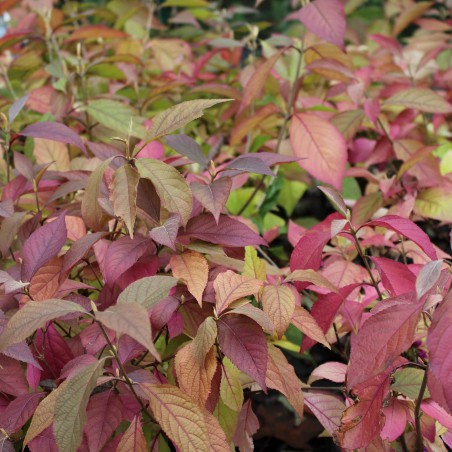 Schoonvrucht  - Callicarpa Bodinieri Profusion