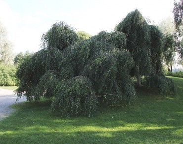 Young’s Weeping Birch