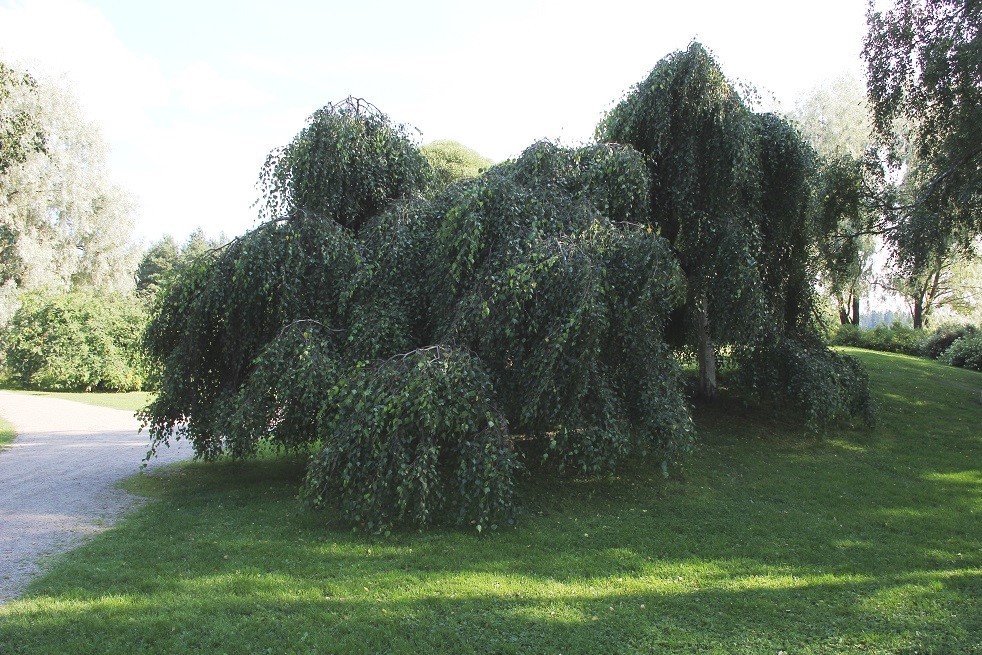 Young’s Weeping Birch