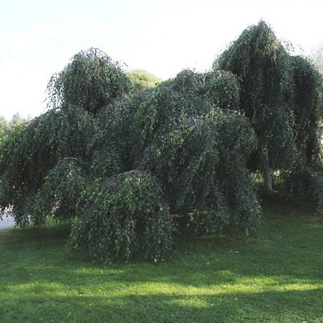 Young’s Weeping Birch