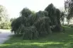 Young’s Weeping Birch