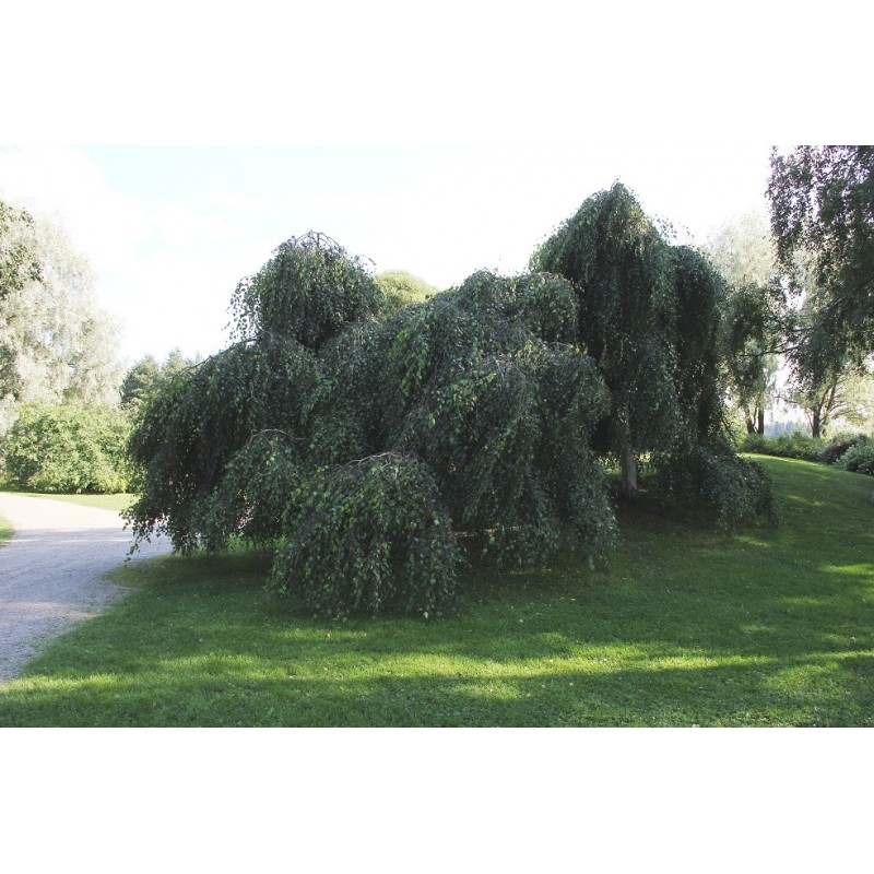 Young’s Weeping Birch Betula Pendula Youngii