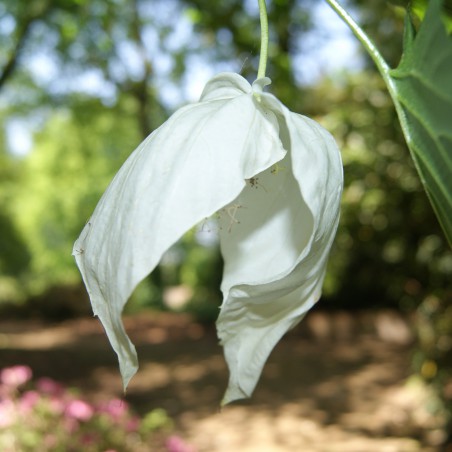Dove-tree - Davidia Involucrata