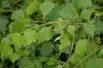 Young’s Weeping Birch