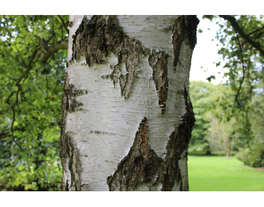 Betula pendula youngii