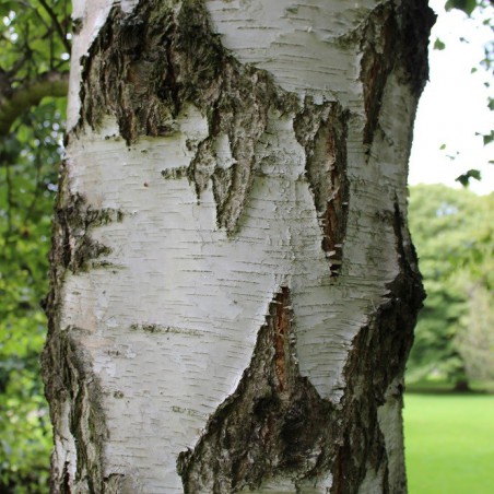 Betula pendula youngii