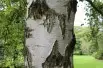 Young’s Weeping Birch