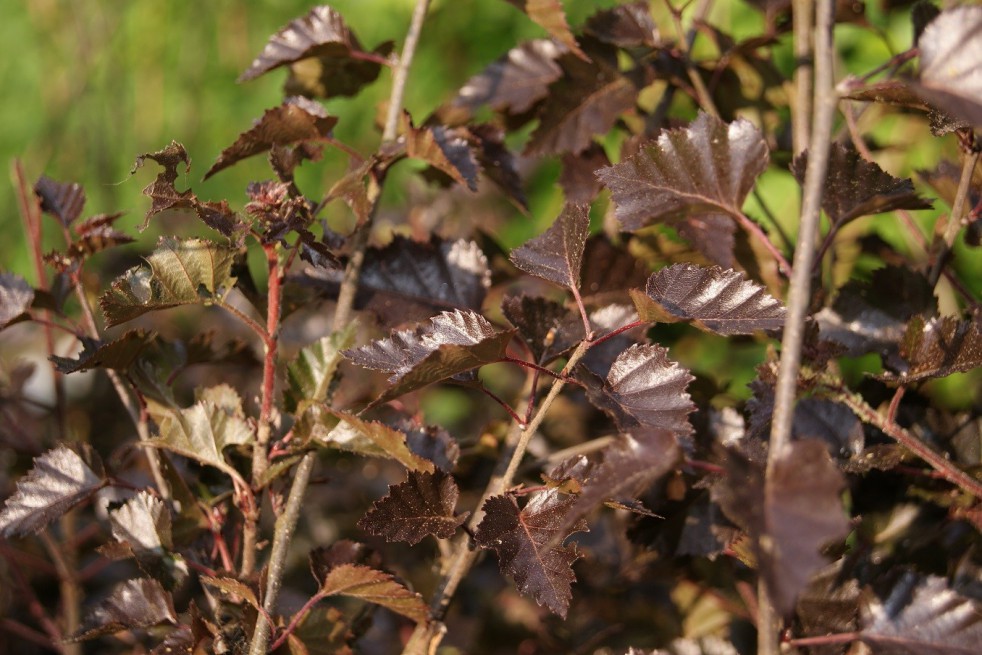 Bouleau pourpre Royal Frost